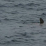 İspanya’da 2 metre uzunluğundaki köpek balığı panik yarattı! Plaj kapatıldı