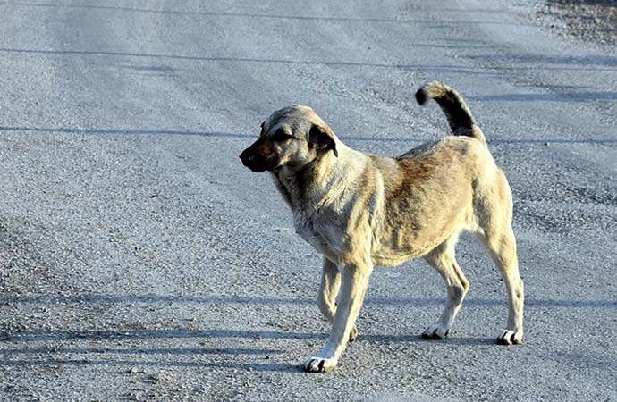 AKP sokak hayvanları taslağını tamamladı
