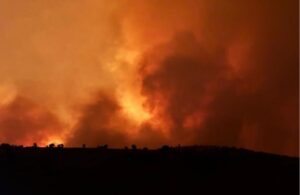Diyarbakır yangınında 504 hayvan öldü: Afet bölgesi ilan edilmeli