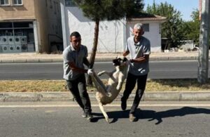 ‘Katliam Yasası’ çıkar çıkmaz köpekleri toplamaya başlayan Silvan Belediyesi özür diledi