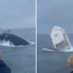 ABD’de bir balina tekneyi alabora etti