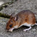 ABD’de bir yılda dört kişi farelerden yayılan virüsten öldü