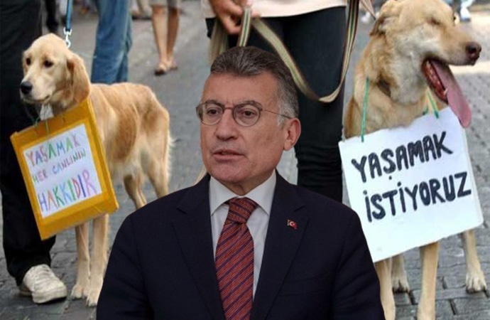 Tepki çeken sokak Hayvanları Koruma Kanunu Meclis’te! AKP’li Güler: Ötanazi imkanı tanıyoruz