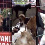 Yasanın yürürürlüğe girmesini bile beklemediler! AKP’li belediye sokak köpeklerine karşı harekete geçti