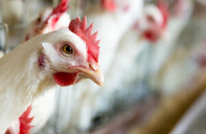 Fransa’da şaşırtan araştırma! Tavuklar duygulara tepki veriyor