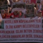 Katliam Yasası’na Kadıköy’den sesler yükseldi: Gücünüz hayvanlara mı yetiyor?