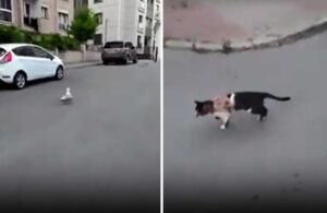 Motokurye neye uğradığını şaşırdı! Martı sakat numarası yaptı, kedi ‘crop’ giydi