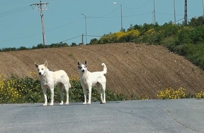 176 sokak köpeği bekçi köpeği oldu!